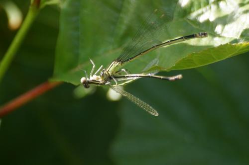 Ischnura elegans